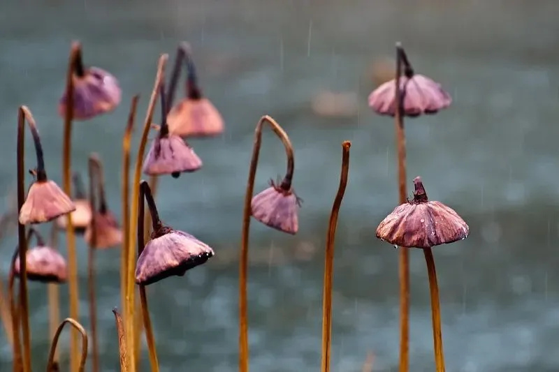 640_wx_fmt=jpeg&from=appmsg&tp=webp&wxfrom=5&wx_lazy=1 (2)